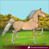Horse Color:Gold Cream Champagne 