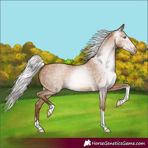 Horse Color:Gray Silver Amber Champagne Tobiano 