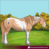 Horse Color:Gold Champagne Splash Tobiano Rabicano