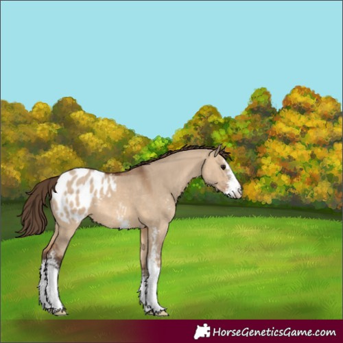 Horse Color:Bay Dun Sabino Blanket 