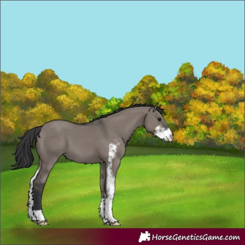 Horse Color:Grullo Sabino 