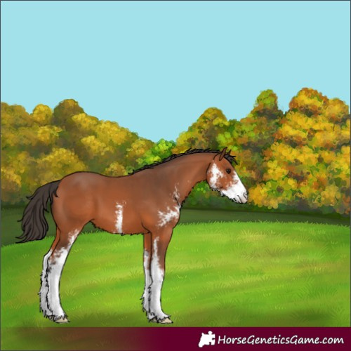 Horse Color:Bay Sabino 