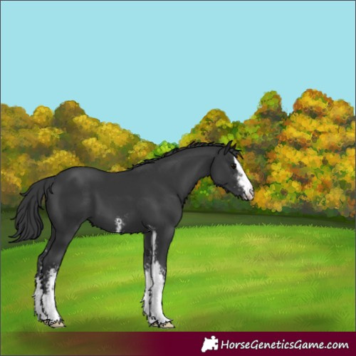 Horse Color:Black Sabino 