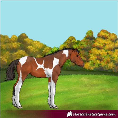 Horse Color:Bay Tobiano 
