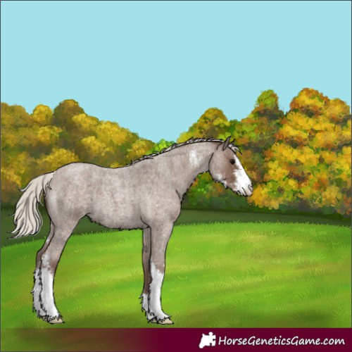Horse Color:Silver Blue Roan Sabino 