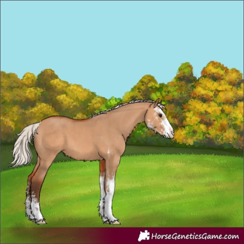 Horse Color:Silver Bay Dun Sabino 