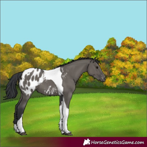 Horse Color:Grullo Tobiano Blanket 