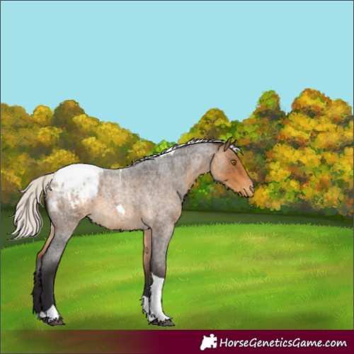 Horse Color:Silver Buckskin Roan Tobiano Snowcap 