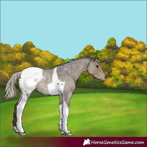 Horse Color:Silver Smoky Grullo Roan Tobiano Snowcap 