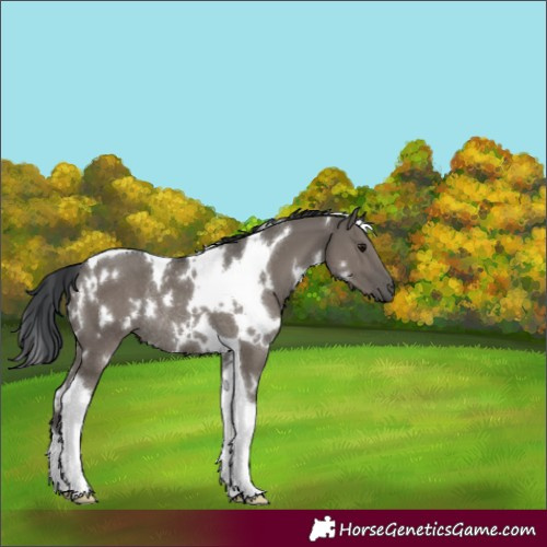 Horse Color:White Spotted Grullo Tobiano Rabicano 