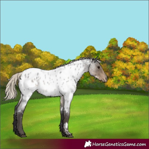 Horse Color:White Spotted Silver Smoky Blue Roan Near Leopard Rabicano 
