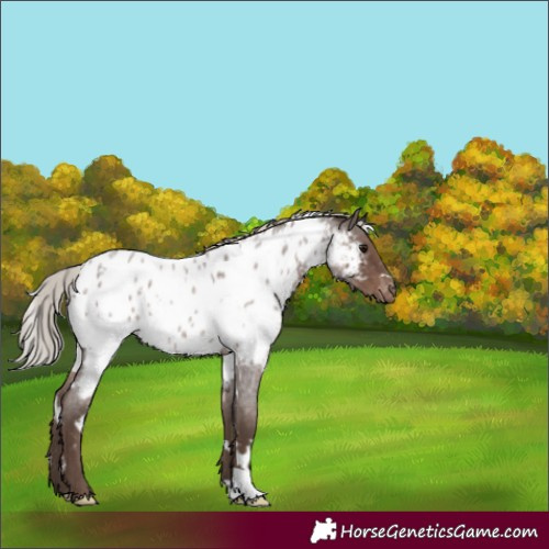 Horse Color:White Spotted Silver Blue Roan Near Leopard Rabicano 