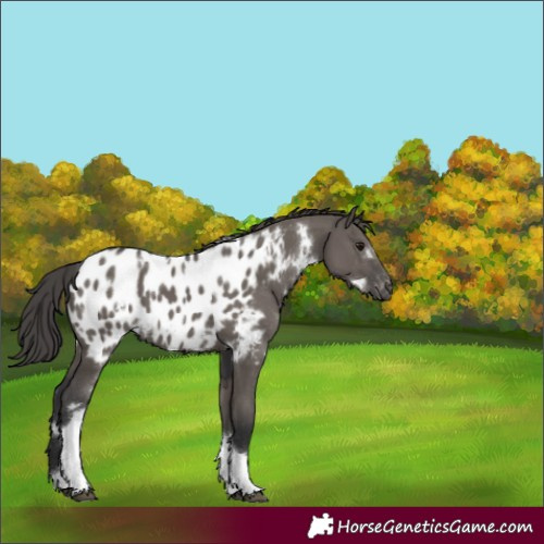 Horse Color:White Spotted Grullo Tobiano Blanket 