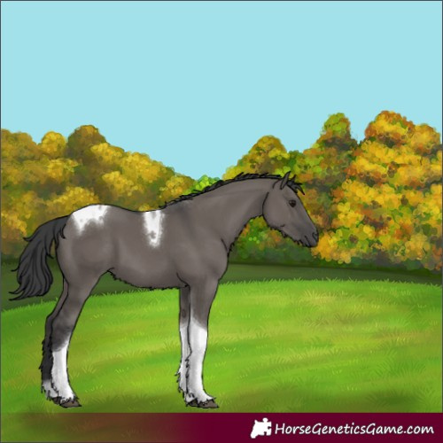 Horse Color:Grullo Tobiano 