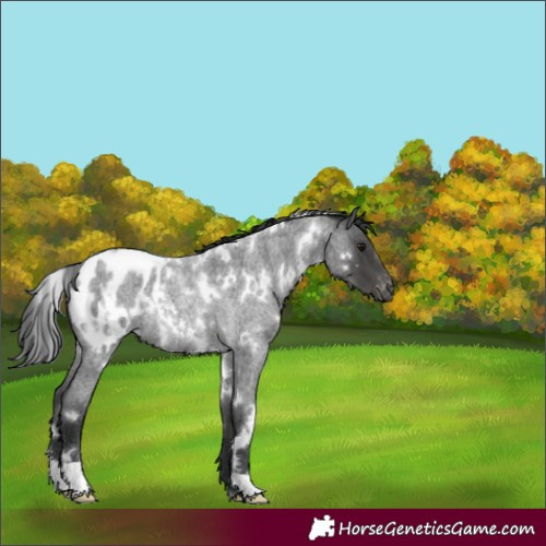 Horse Color:White Spotted Blue Roan Blanket Rabicano 
