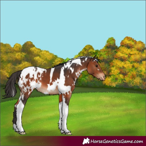 Horse Color:White Spotted Brown Tobiano Appaloosa 