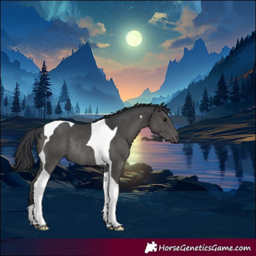 Horse Color:Black Tobiano Rabicano 