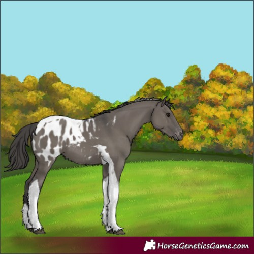Horse Color:Grullo Tobiano Blanket 