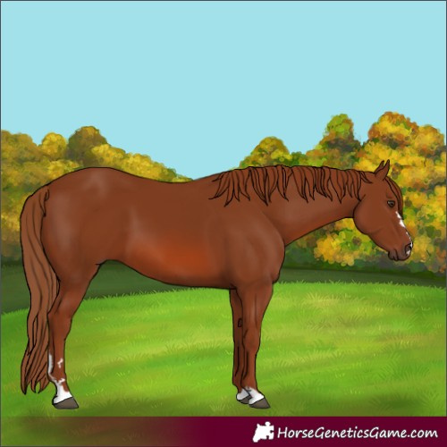 Horse Color:Chestnut 