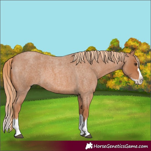 Horse Color:Red Roan Splash 