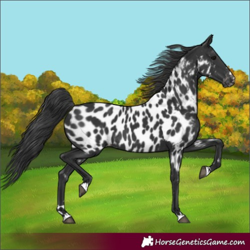 Horse Color:Black Appaloosa Rabicano 