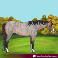 Horse Color:Bay Roan Splash Tobiano 