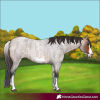 Horse Color:White Spotted Bay Roan Frame