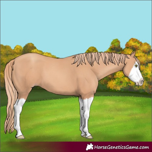 Horse Color:Gold Champagne Splash 