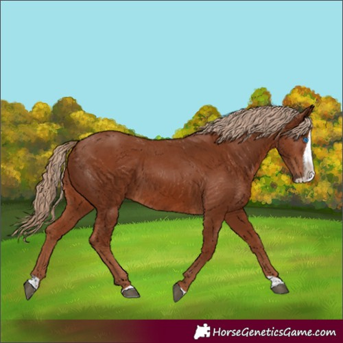 Horse Color:Unknown 
