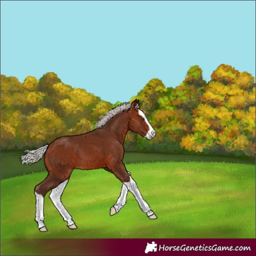 Horse Color:Silver Bay Splash 
