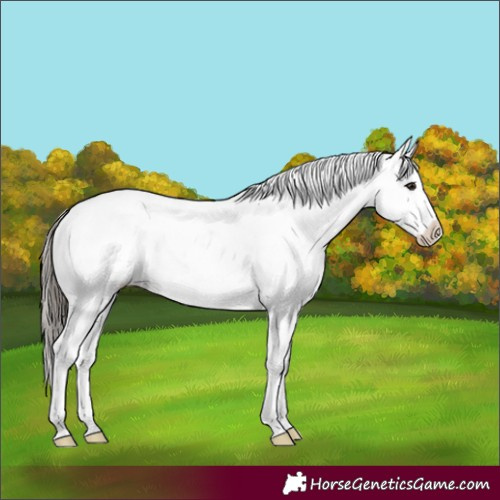 Horse Color:White Spotted Buckskin Splash Rabicano 