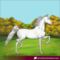 Horse Color:Gray Silver Amber Cream Champagne Roan Dun Splash Tobiano Frame Appaloosa Rabicano 
