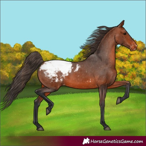 Horse Color:Bay Appaloosa 