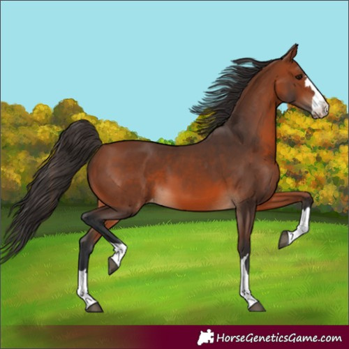Horse Color:Bay Appaloosa 