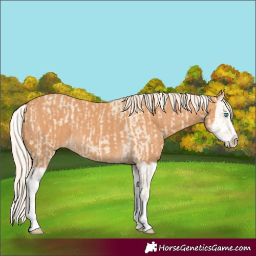 Horse Color:Cremello Splash  and Gray Cremello Splash 