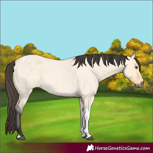 Horse Color:Buckskin Roan Dun Tobiano 