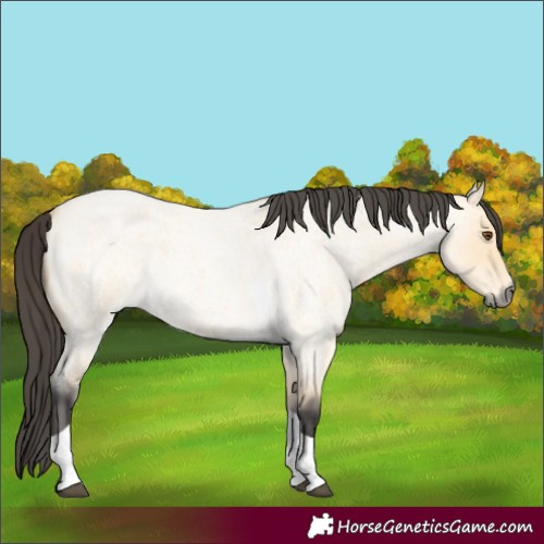 Horse Color:Buckskin Roan Dun Tobiano 