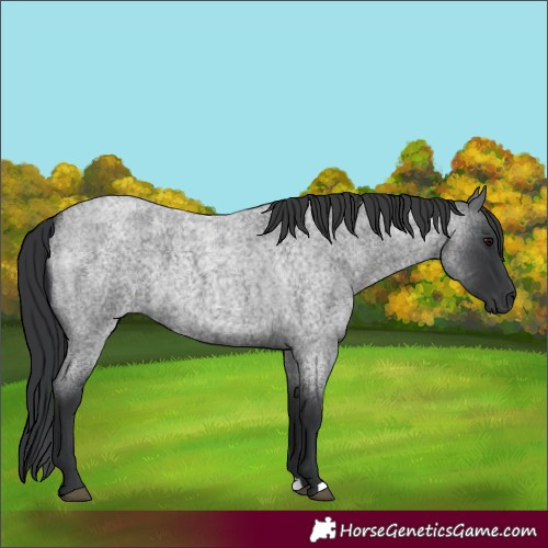 Horse Color:Blue Roan 