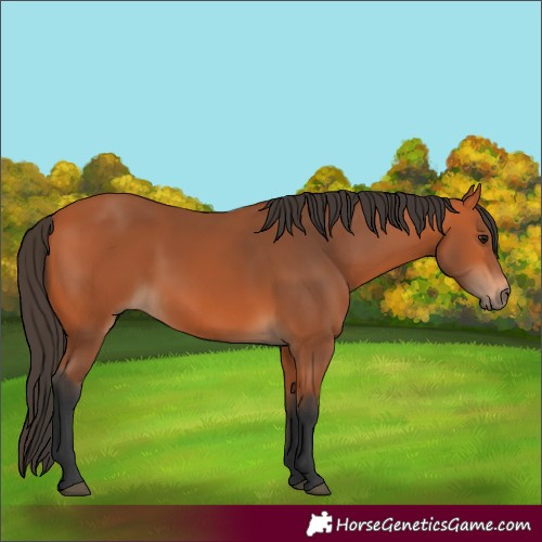 Horse Color:Bay 