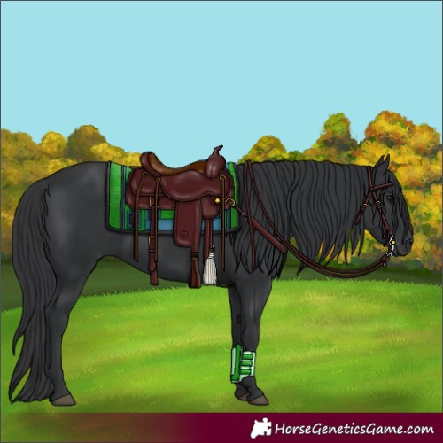 Horse Color:Black 