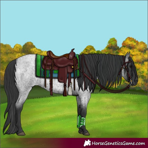 Horse Color:Blue Roan