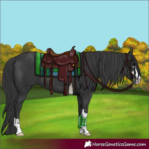 Horse Color:Black 