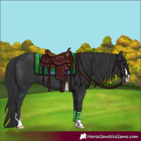 Horse Color:Black 