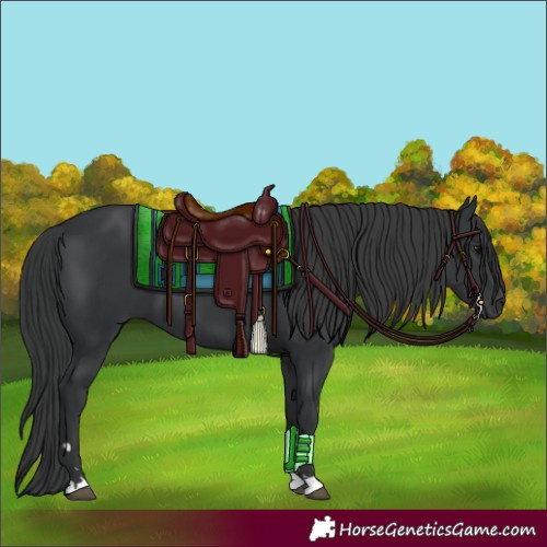 Horse Color:Black 