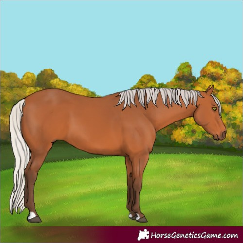 Horse Color:Silver Bay 
