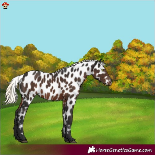 Horse Color:Liver Chestnut Mushroom Appaloosa 