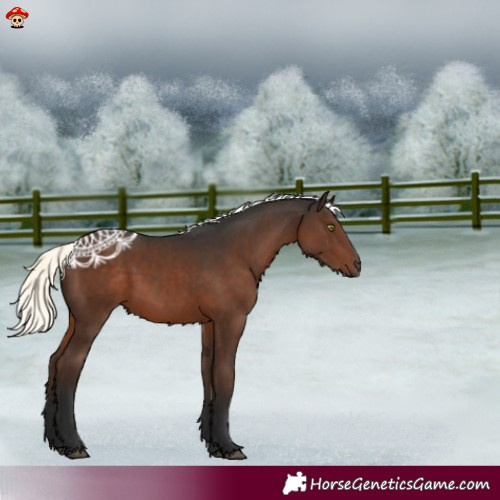 Horse Color:Liver Chestnut Mushroom 