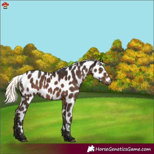 Horse Color:Liver Chestnut Mushroom Leopard 