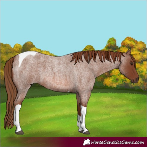 Horse Color:Red Roan Tobiano 