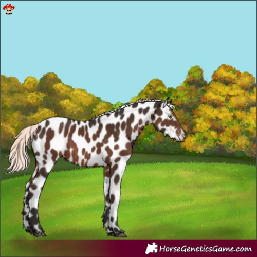 Horse Color:Liver Chestnut Mushroom Appaloosa 